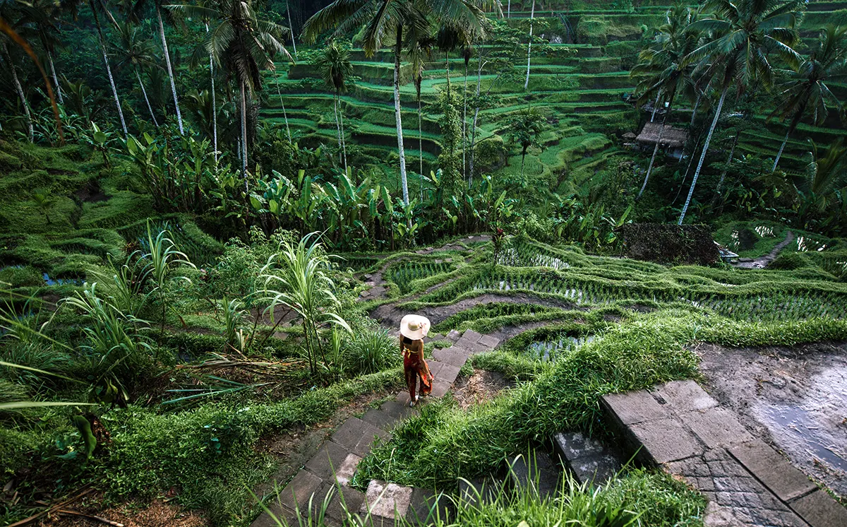Tegallalang Rice Terraces